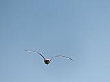 Gull In Flight_DSCF4573